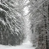 baum_auf_fahrbahn4-03.jpg
