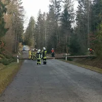 baum_feb2.jpg