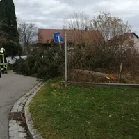 baum_auf_naabstr.jpg