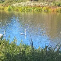 Schwan 2026.jpg