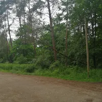 baum_auf_telefonleitung.jpg